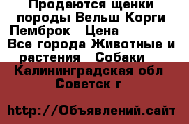 Продаются щенки породы Вельш Корги Пемброк › Цена ­ 40 000 - Все города Животные и растения » Собаки   . Калининградская обл.,Советск г.